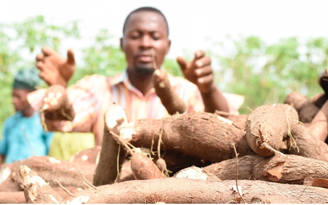 Cassava as a Catalyst: Climate Resilience, Market Expansion, and Poverty Reduction in Nigeria