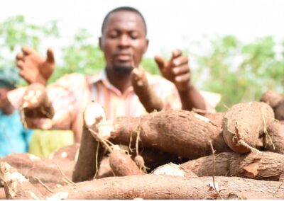 Cassava as a Catalyst: Climate Resilience, Market Expansion, and Poverty Reduction in Nigeria