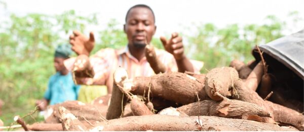 Cassava as a Catalyst: Climate Resilience, Market Expansion, and Poverty Reduction in Nigeria